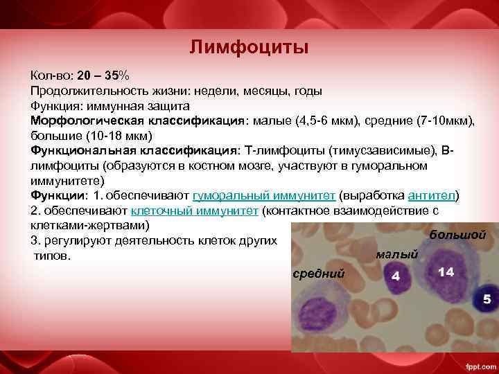 Лимфоциты Кол-во: 20 – 35% Продолжительность жизни: недели, месяцы, годы Функция: иммунная защита Морфологическая