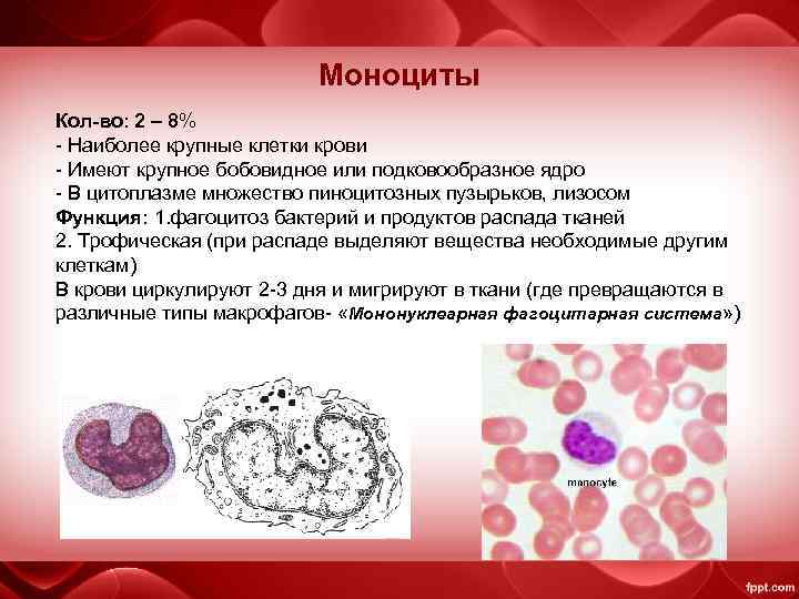 Моноциты Кол-во: 2 – 8% - Наиболее крупные клетки крови - Имеют крупное бобовидное