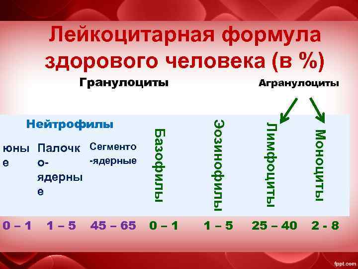 Лейкоцитарная формула здорового человека (в %) Гранулоциты 45 – 65 1– 5 25 –