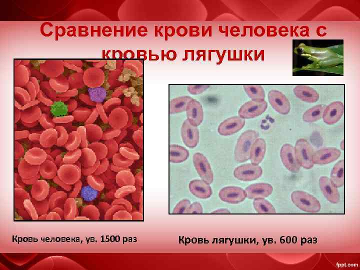 Сравнение крови человека с кровью лягушки Кровь человека, ув. 1500 раз Кровь лягушки, ув.
