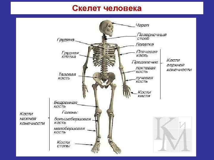 Скелет человека 