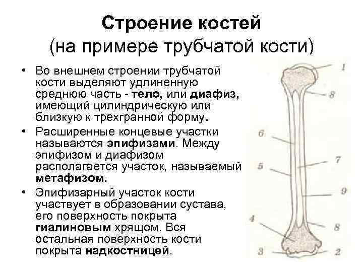 Какие функции выполняют трубчатые кости. Трубчатая кость строение. Внешнее строение трубчатой кости. Трубчатая кость эпифиз диафиз метафиз. Характеристика внешнего и внутреннего строения трубчатой кости.