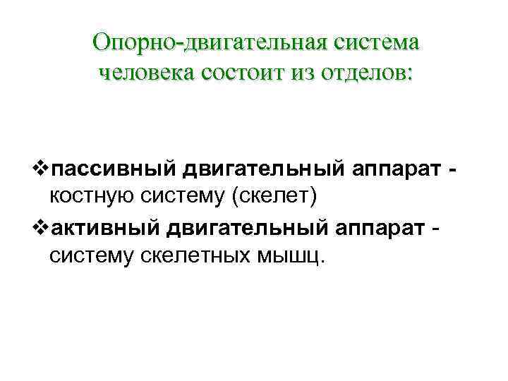 Опорно-двигательная система человека состоит из отделов: vпассивный двигательный аппарат костную систему (скелет) vактивный двигательный