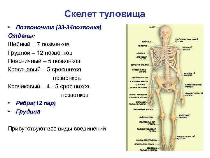 Скелет туловища • Позвоночник (33 -34 позвонка) Отделы: Шейный – 7 позвонков Грудной –