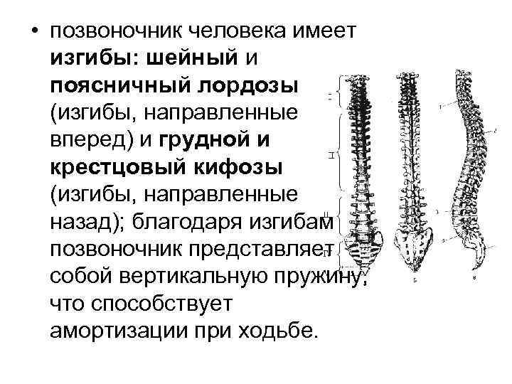  • позвоночник человека имеет изгибы: шейный и поясничный лордозы (изгибы, направленные вперед) и