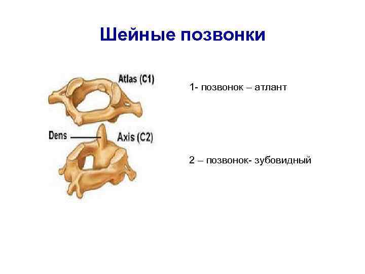 Шейные позвонки 1 - позвонок – атлант 2 – позвонок- зубовидный 