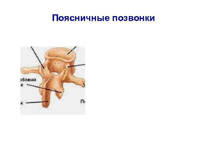 Поясничные позвонки 