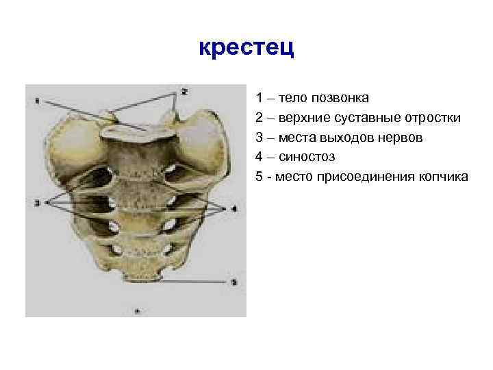 крестец 1 – тело позвонка 2 – верхние суставные отростки 3 – места выходов