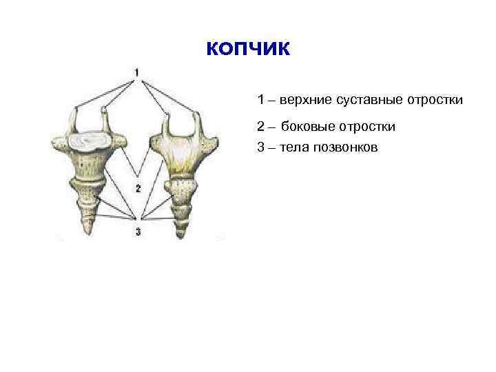 копчик 1 – верхние суставные отростки 2 – боковые отростки 3 – тела позвонков