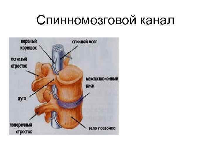 Спинномозговой канал 
