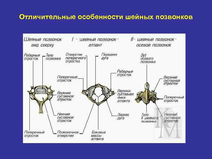Отличительные особенности шейных позвонков 
