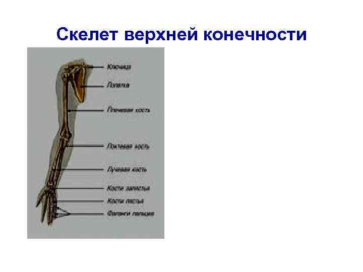 Скелет верхней конечности 
