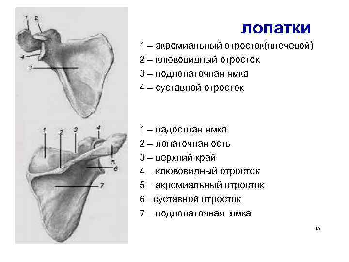 Лопатка рисунок с подписями анатомия