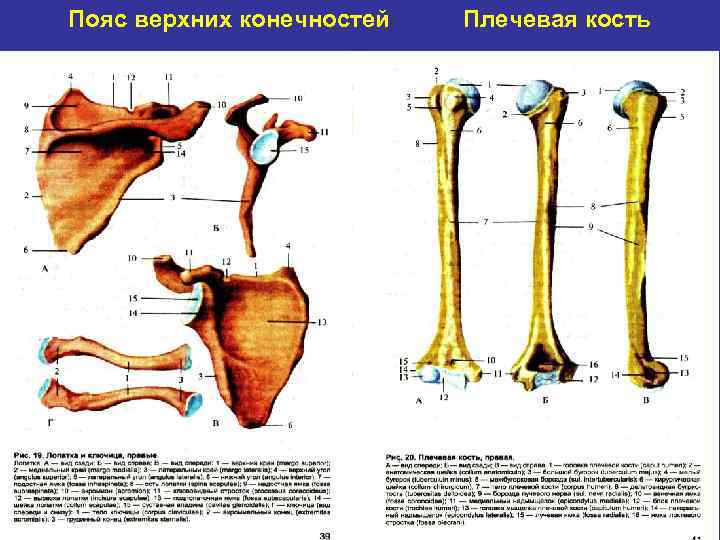 Пояс верхних конечностей Плечевая кость 