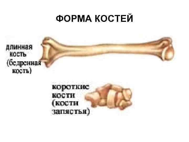 ФОРМА КОСТЕЙ 