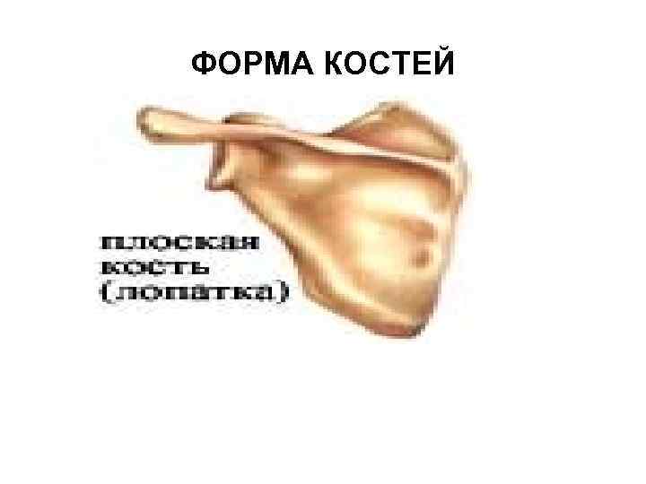 ФОРМА КОСТЕЙ 