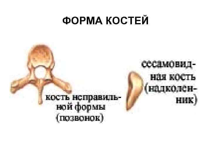 ФОРМА КОСТЕЙ 