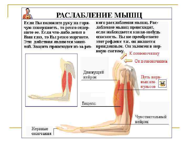   Вспомогательный аппарат мышц.  §фасции,  §фиброзные §костно фиброзные каналы,  §удерживатели,