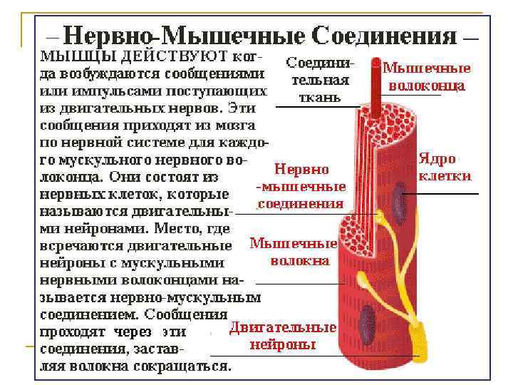 Сесамовидные кости развиваются в толще сухожилий, ближе к месту их прикрепления.  Они изменяют