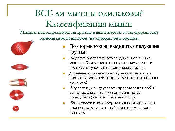  ВСЕ ли мышцы одинаковы?   Классификация мышц Мышцы подразделяются на группы в