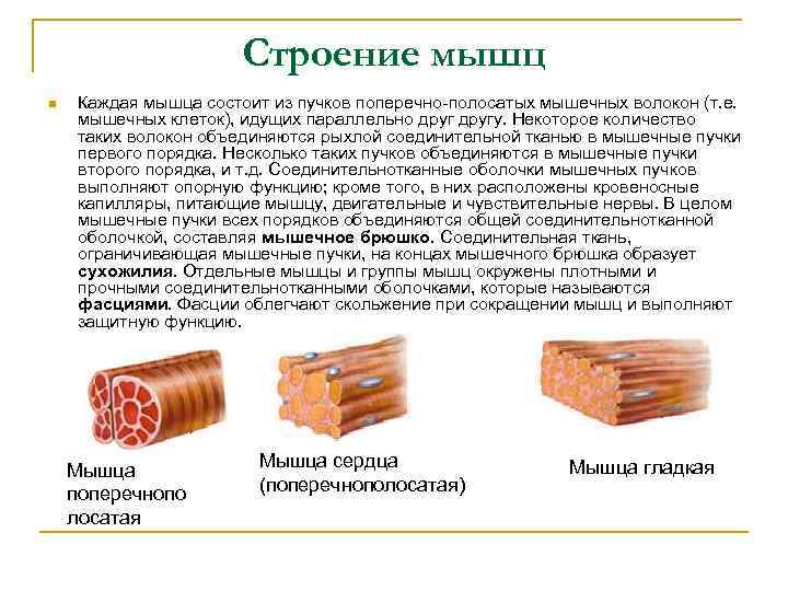     Строение мышц n  Каждая мышца состоит из пучков поперечно