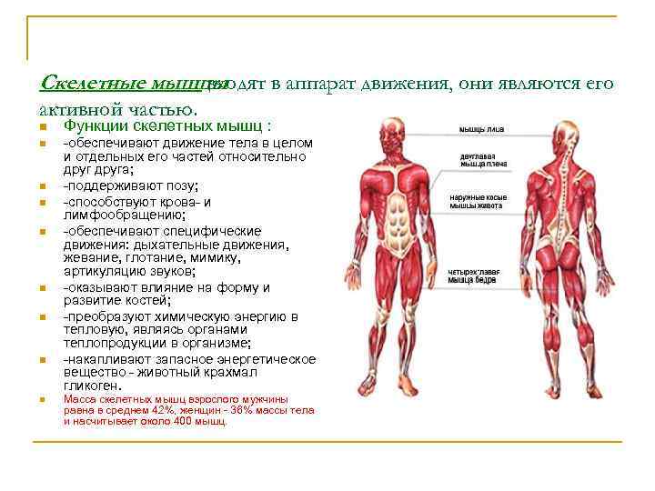 Скелетные мышцы    входят в аппарат движения, они являются его активной частью.