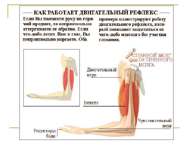     Функции мышц С помощью мышц осуществляются : vмеханизмы дыхания, v