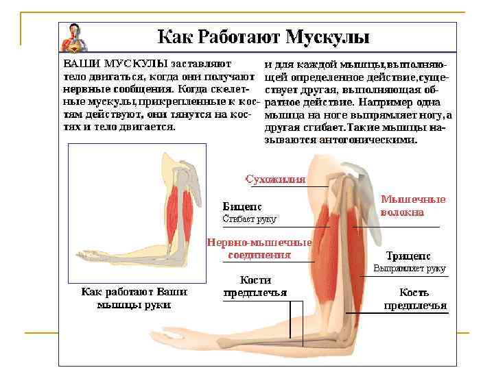 Чем дальше от места опоры будут прикрепляться мышцы,  тем выгоднее, ибо благодаря увеличению
