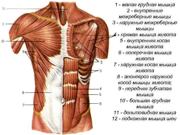  1 - малая грудная мышца 2 - внутренние межреберные мышцы 3 - наружные