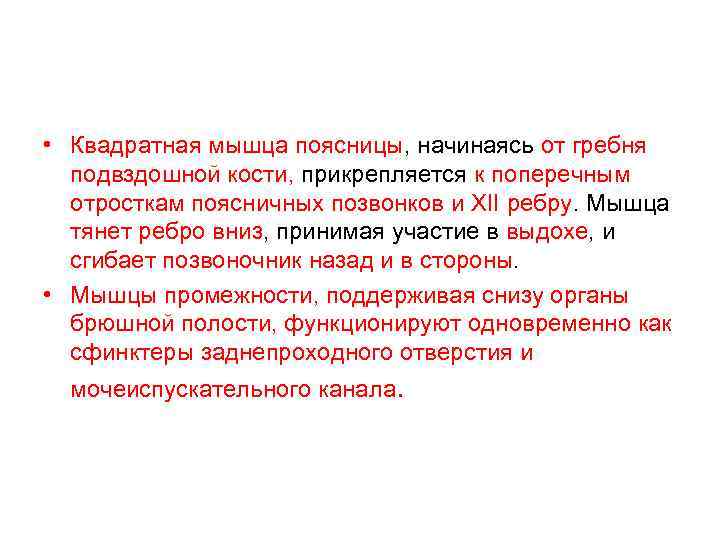  • Квадратная мышца поясницы, начинаясь от гребня подвздошной кости, прикрепляется к поперечным отросткам