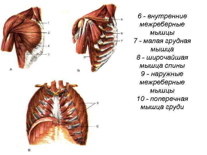  6 - внутренние межреберные мышцы 7 - малая грудная мышца 8 - широчайшая