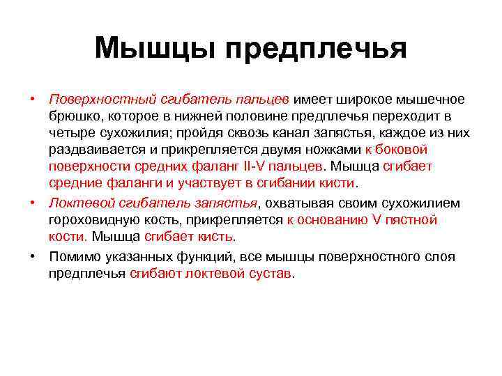  Мышцы предплечья • Поверхностный сгибатель пальцев имеет широкое мышечное брюшко, которое в нижней