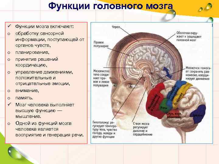 Функции головного мозга ü Функции мозга включают: o обработку сенсорной информации, поступающей от органов