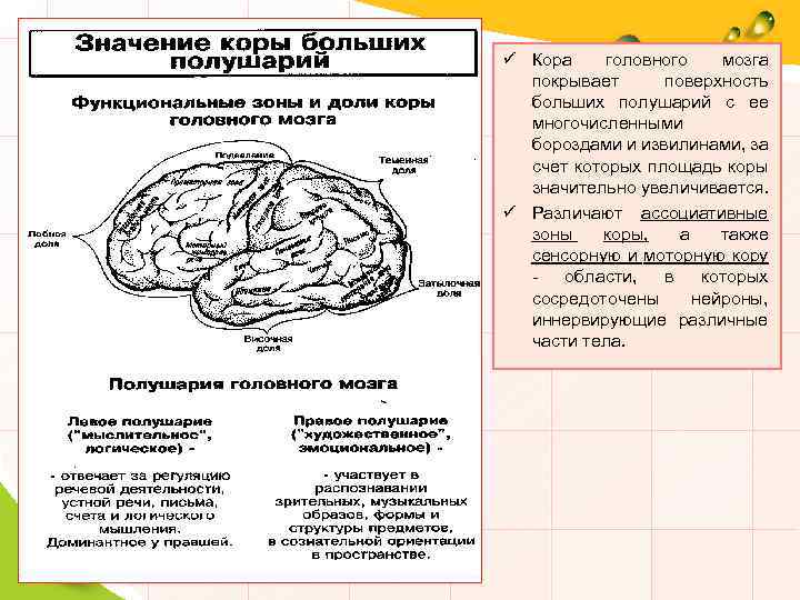 ü Кора головного мозга покрывает поверхность больших полушарий с ее многочисленными бороздами и извилинами,