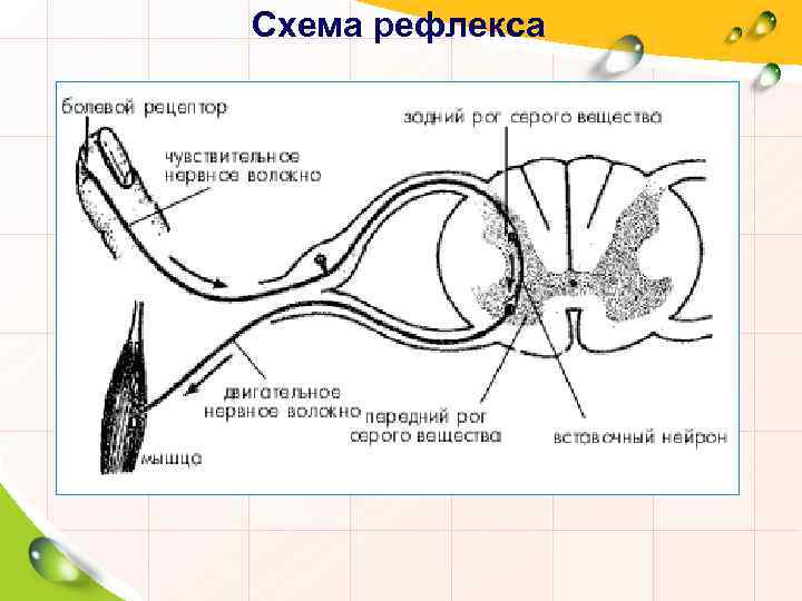 Схема рефлекса 