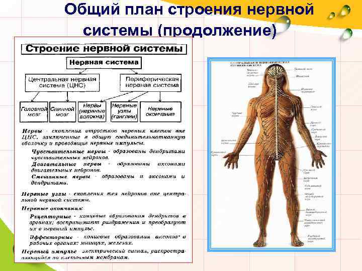  Общий план строения нервной системы (продолжение) 