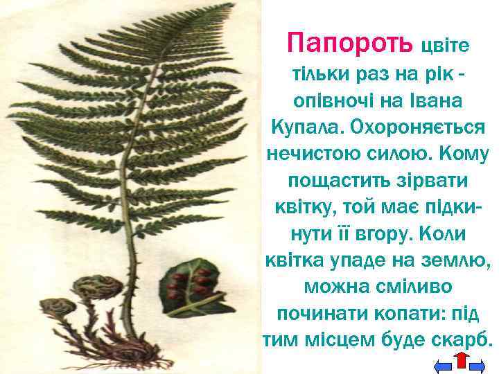 Папороть цвіте тільки раз на рік опівночі на Івана Купала. Охороняється нечистою силою. Кому