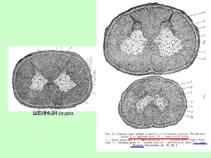 ШЕЙНЫЙ отдел 