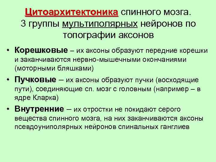 Цитоархитектоника спинного мозга. 3 группы мультиполярных нейронов по топографии аксонов • Корешковые – их