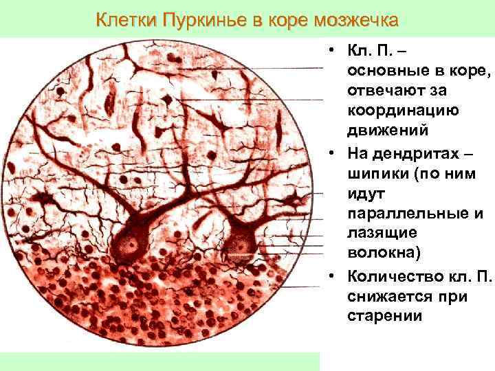 Схема межнейронных связей в коре мозжечка