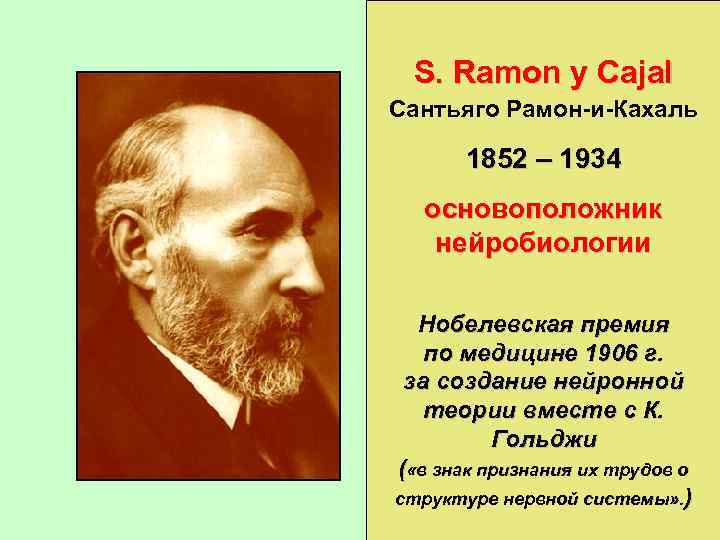 S. Ramon y Cajal Сантьяго Рамон-и-Кахаль 1852 – 1934 основоположник нейробиологии Нобелевская премия по