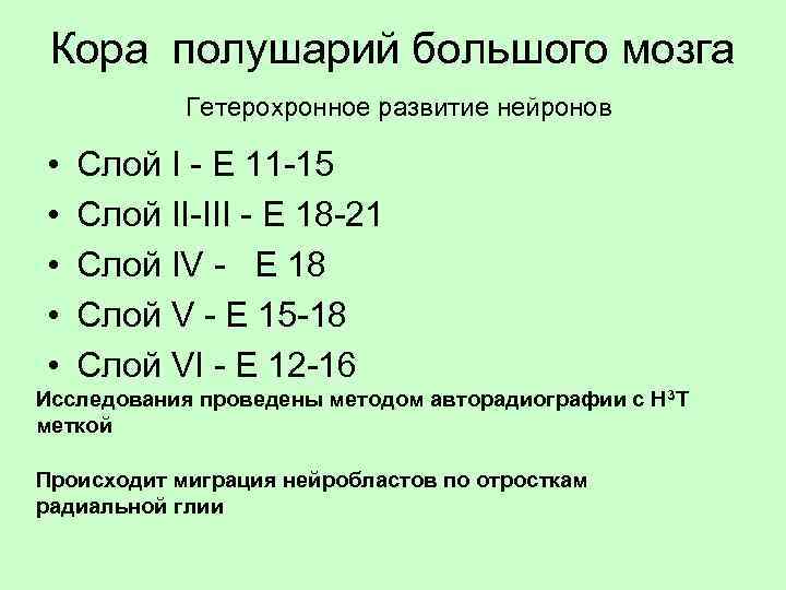 Кора полушарий большого мозга Гетерохронное развитие нейронов • • • Слой I - E