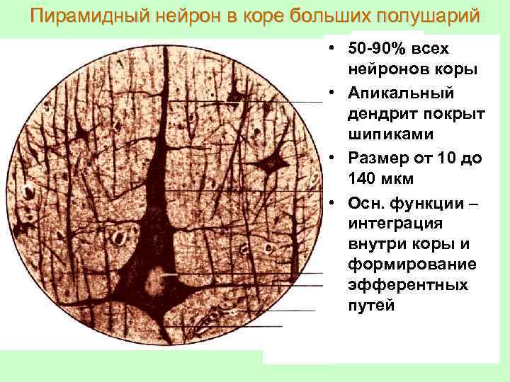 Схема коры больших полушарий гистология