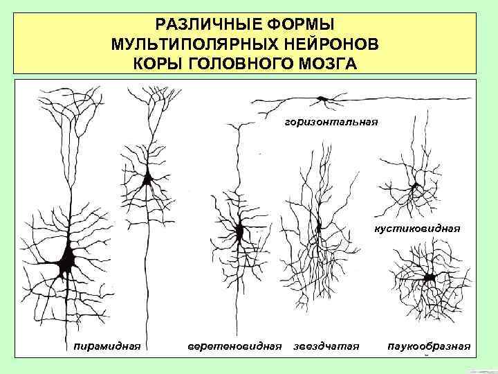 РАЗЛИЧНЫЕ ФОРМЫ МУЛЬТИПОЛЯРНЫХ НЕЙРОНОВ КОРЫ ГОЛОВНОГО МОЗГА горизонтальная кустиковидная пирамидная веретеновидная звездчатая паукообразная 