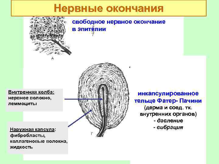 Нервные окончания свободное нервное окончание в эпителии Внутренняя колба: нервное волокно, леммоциты Наружная капсула: