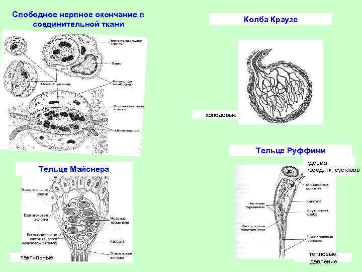 Свободное нервное окончание в соединительной ткани Колба Краузе холодовые Тельце Руффини Тельце Майснера тактильные