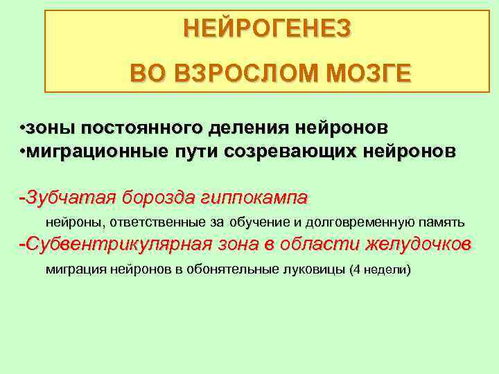 НЕЙРОГЕНЕЗ ВО ВЗРОСЛОМ МОЗГЕ • зоны постоянного деления нейронов • миграционные пути созревающих нейронов