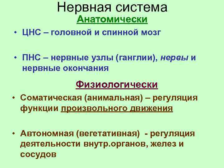 Нервная система Анатомически • ЦНС – головной и спинной мозг • ПНС – нервные