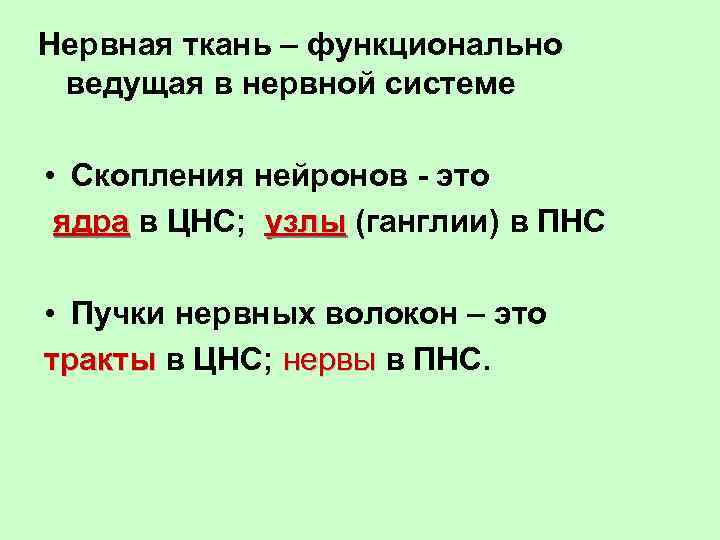 Нервная ткань – функционально ведущая в нервной системе • Скопления нейронов - это ядра