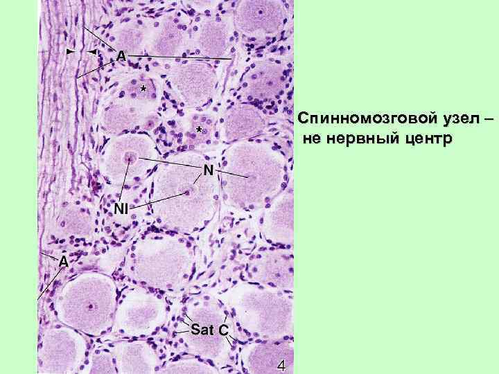 Спинномозговой узел – не нервный центр 